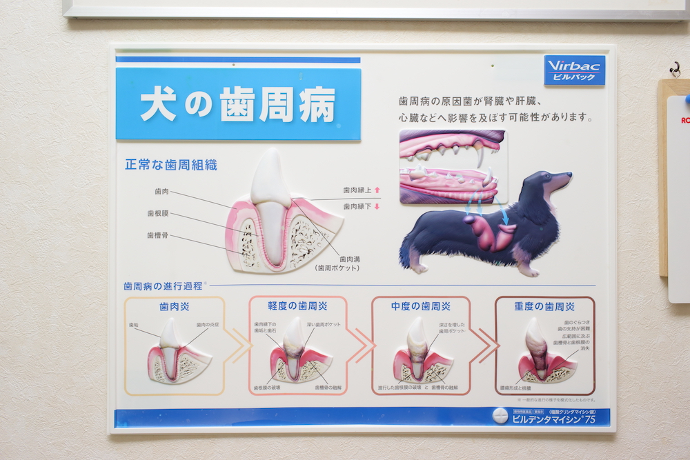 歯科診療 | 川崎市宮前区の歯科に強い動物病院｜多摩獣医科病院