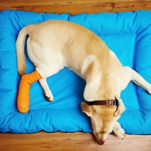 散歩中や外飼いのペットを怪我から守る方法を紹介