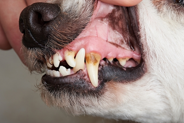 動物病院での歯の治療は、歯科衛生士が在籍する動物病院を！