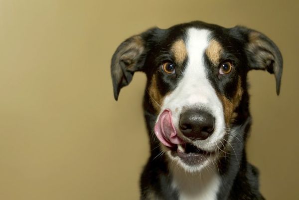 犬が口周りを触られることを嫌がったときの対策は？歯磨きのコツも解説